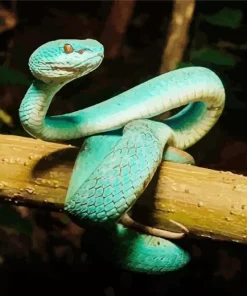 Blue Pit Viper Snake Diamond Painting