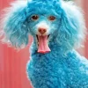 Blue Poodle Dog Diamond Painting