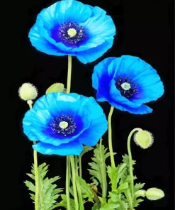 Blue Poppies Diamond Painting