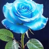 Blue Rose Diamond Painting
