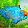 Blue Tropical Fish Diamond Painting