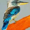 Blue Winged Kookaburra Diamond Painting