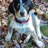 Bluetick Coonhound Diamond Painting