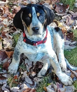 Bluetick Coonhound Diamond Painting