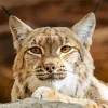 Bobcat Face Diamond Painting