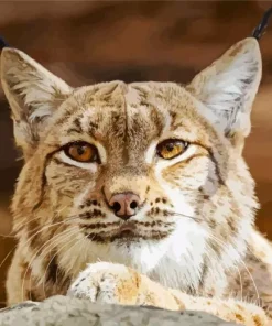 Bobcat Face Diamond Painting
