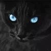 Bombay Cat With Blue Eyes Diamond Painting
