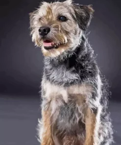 Border Terrier Dog Diamond Painting
