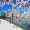 Boston Cherry Blossom Diamond Painting