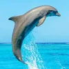Bottlenose Dolphin Diamond Painting