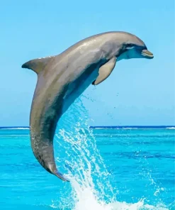 Bottlenose Dolphin Diamond Painting