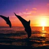 Bottlenose Dolphins Silhouette Diamond Painting