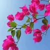 Bougainvillea Branch Diamond Painting