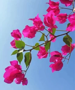 Bougainvillea Branch Diamond Painting