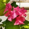 Bougainvillea Plant Diamond Painting