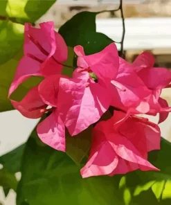 Bougainvillea Plant Diamond Painting