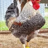 Braekel Chicken Diamond Painting