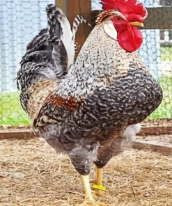 Braekel Chicken Diamond Painting