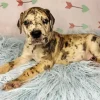 Brindle Dane Puppy Diamond Painting