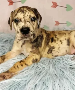 Brindle Dane Puppy Diamond Painting