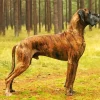 Brindle Dog Diamond Painting