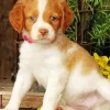 Brittany Spaniel Puppy Dog Diamond Painting