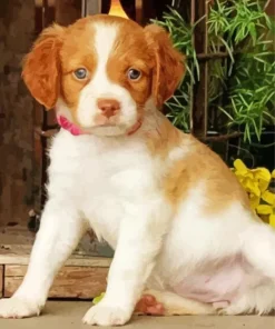 Brittany Spaniel Puppy Dog Diamond Painting