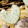 Cactus Heart Diamond Painting