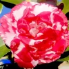 Camellia Flower Diamond Painting