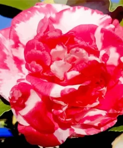 Camellia Flower Diamond Painting