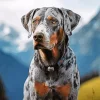 Catahoula Leopard Dog Diamond Painting