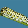 Caterpillar Insect Diamond Painting