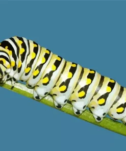 Caterpillar Insect Diamond Painting