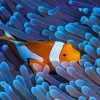 Clownfish Underwater Diamond Painting