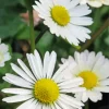 Common Daisy Flowers Diamond Painting