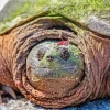 Close Up Common Snapping Turtle Diamond Painting