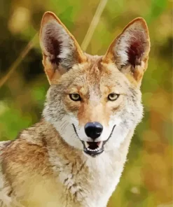 Coyote Face Diamond Painting