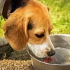 Dog Drinking Water Diamond Painting