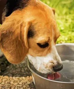 Dog Drinking Water Diamond Painting