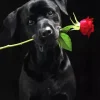 Dog Holding A Rose Diamond Painting