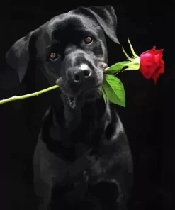 Dog Holding A Rose Diamond Painting