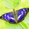 Emperor Butterfly Diamond Painting