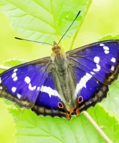 Emperor Butterfly Diamond Painting