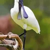 Flat Billed Bird Diamond Painting