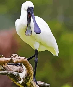 Flat Billed Bird Diamond Painting