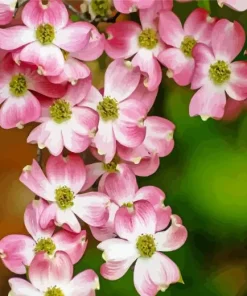 Flowering Dogwood Diamond Painting