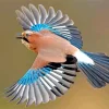 Flying Eurasian Jay Diamond Painting