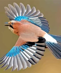 Flying Eurasian Jay Diamond Painting