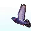 Flying Pigeon Diamond Painting