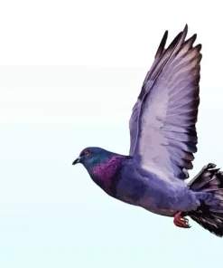 Flying Pigeon Diamond Painting